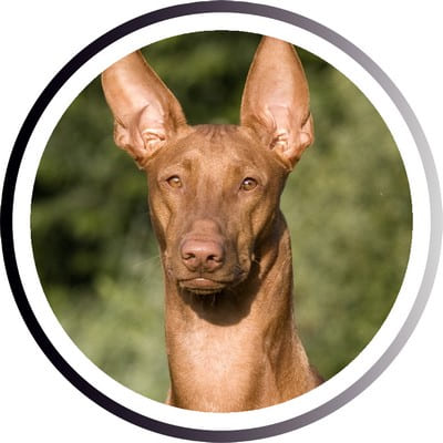 Большие породы собак - названия