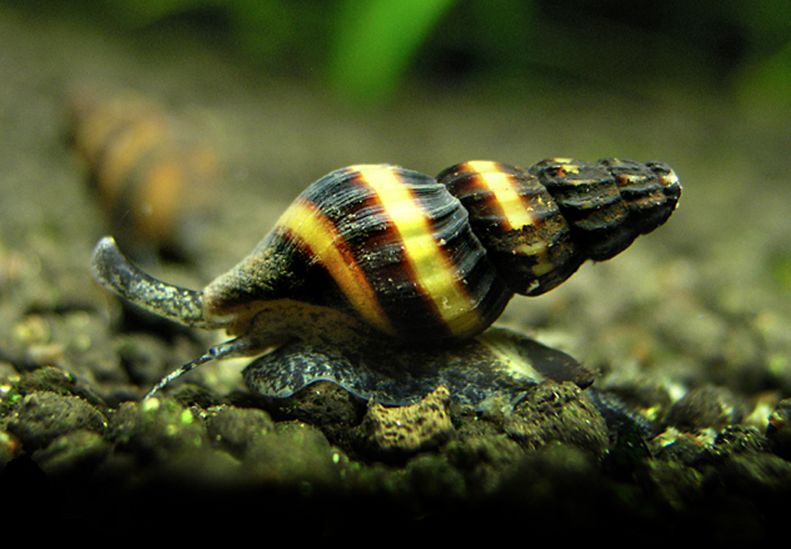 Улитка хелена в аквариуме: содержание, кормление