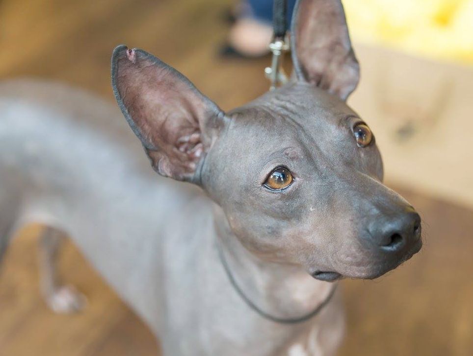 Американский голый терьер — история происхождения, интересные факты, особенности питания и воспитания породы