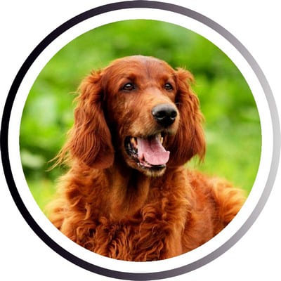 Большие породы собак - названия