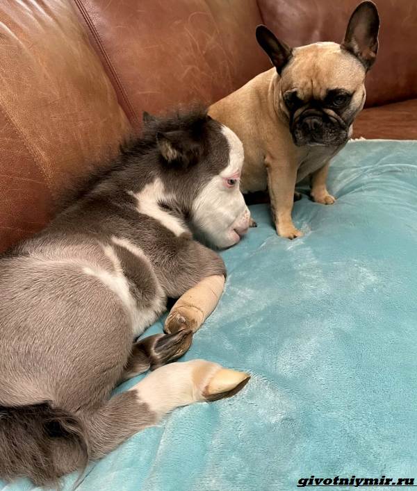 История-о-крохотной-лошадке-которая-по-размерам-не-больше-собаки-3