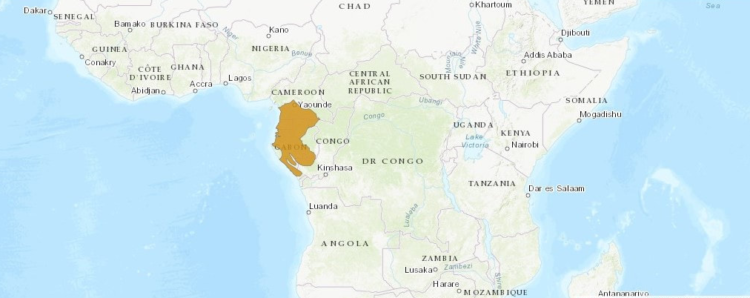 Мандрил:  описание животного, особенности, виды, образ жизни