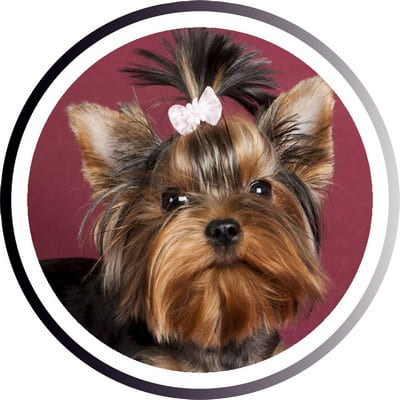 Большие породы собак - названия