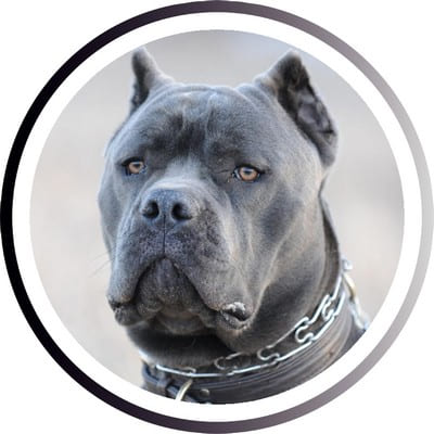 Большие породы собак - названия