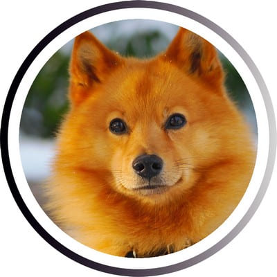 Большие породы собак - названия