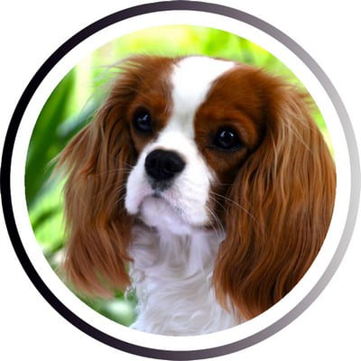 Большие породы собак - названия