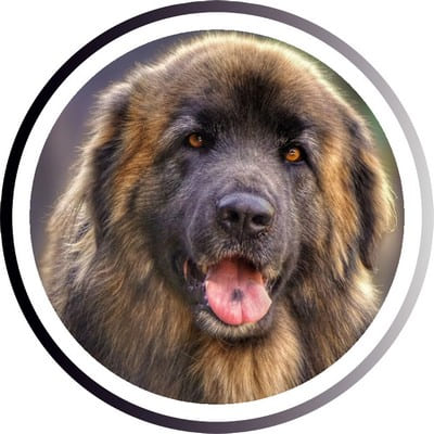 Большие породы собак - названия