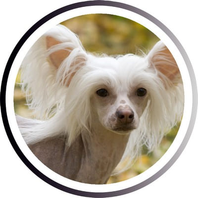 Большие породы собак - названия