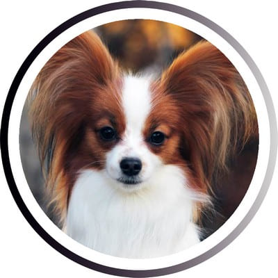 Большие породы собак - названия