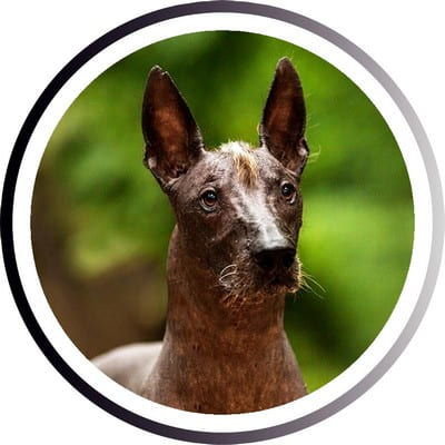 Большие породы собак - названия