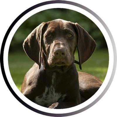 Большие породы собак - названия