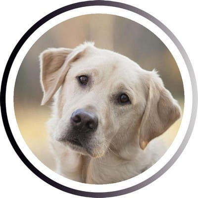 Большие породы собак - названия