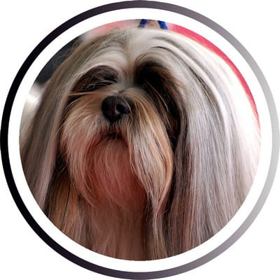 Большие породы собак - названия