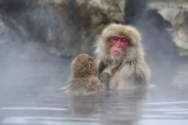 Японские макаки в национальном парке Дзёсинэцу-когэн