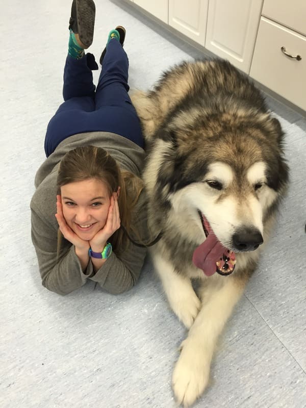 Аляскинский маламут: порода и характер домашнего волка