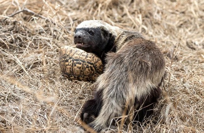 медоед ест черепаху