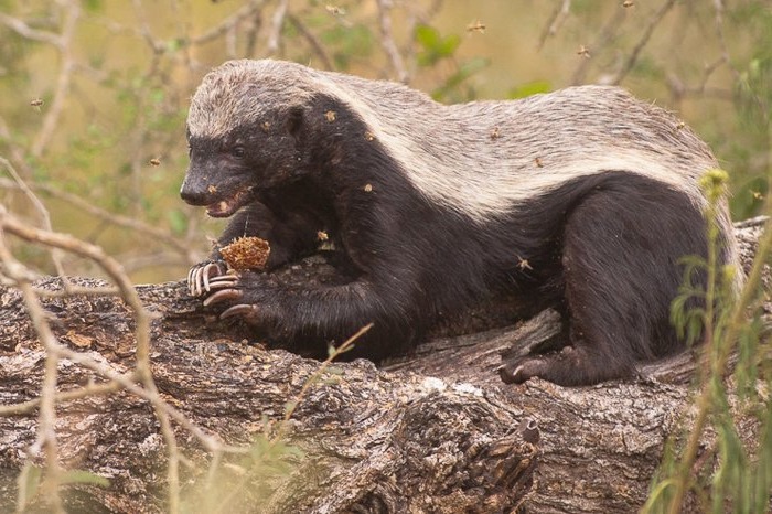 медоед и пчёлы