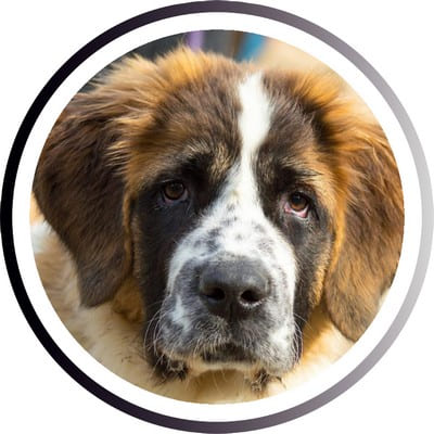 Большие породы собак - названия