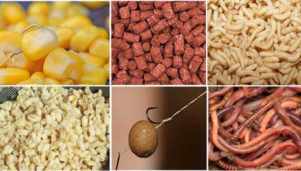 Ловля карася весной на фидер - тактика, поиск и снасти