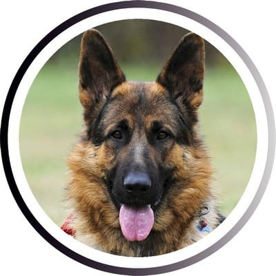 Большие породы собак - названия