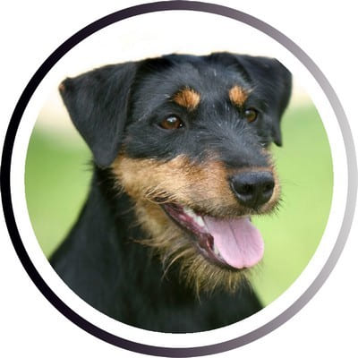 Большие породы собак - названия