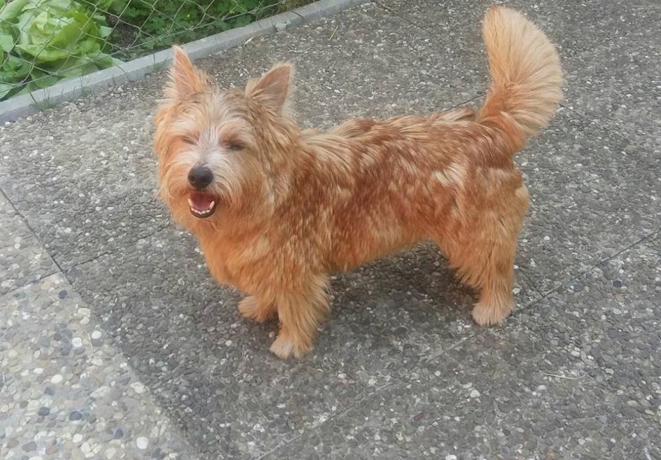 Норвич-терьер: описание, особенности и характер породы