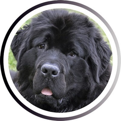 Большие породы собак - названия