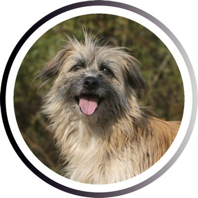 Большие породы собак - названия