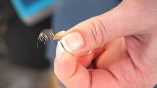 Разведение, применение и хранение мормыша на рыбалке