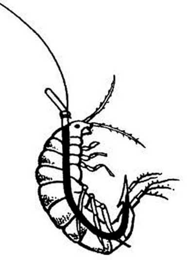 Разведение, применение и хранение мормыша на рыбалке