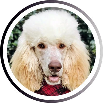 Большие породы собак - названия