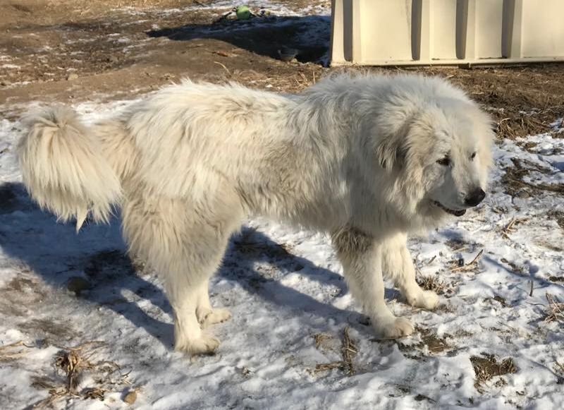 Пиренейская горная собака: описание характера породы, размеры и вес