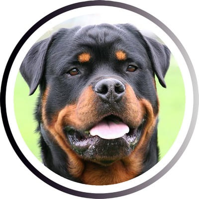 Большие породы собак - названия