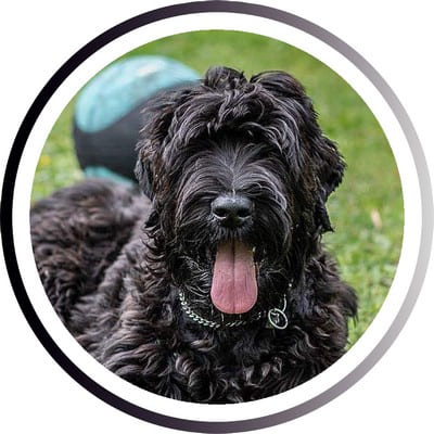 Большие породы собак - названия