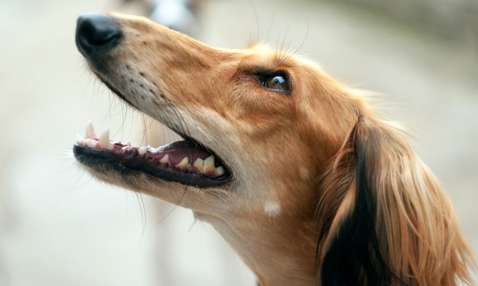 Салюки - порода собак персидская борзая, описание породы