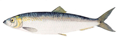 Какая бывает сельдь: названия, разновидности, интересные факты