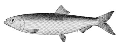 Какая бывает сельдь: названия, разновидности, интересные факты