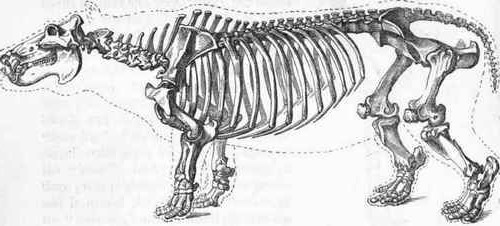 скелет бегемота