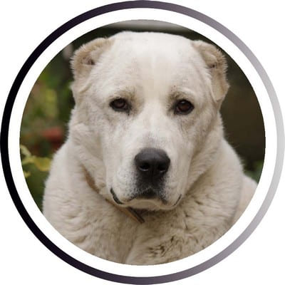 Большие породы собак - названия