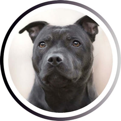 Большие породы собак - названия