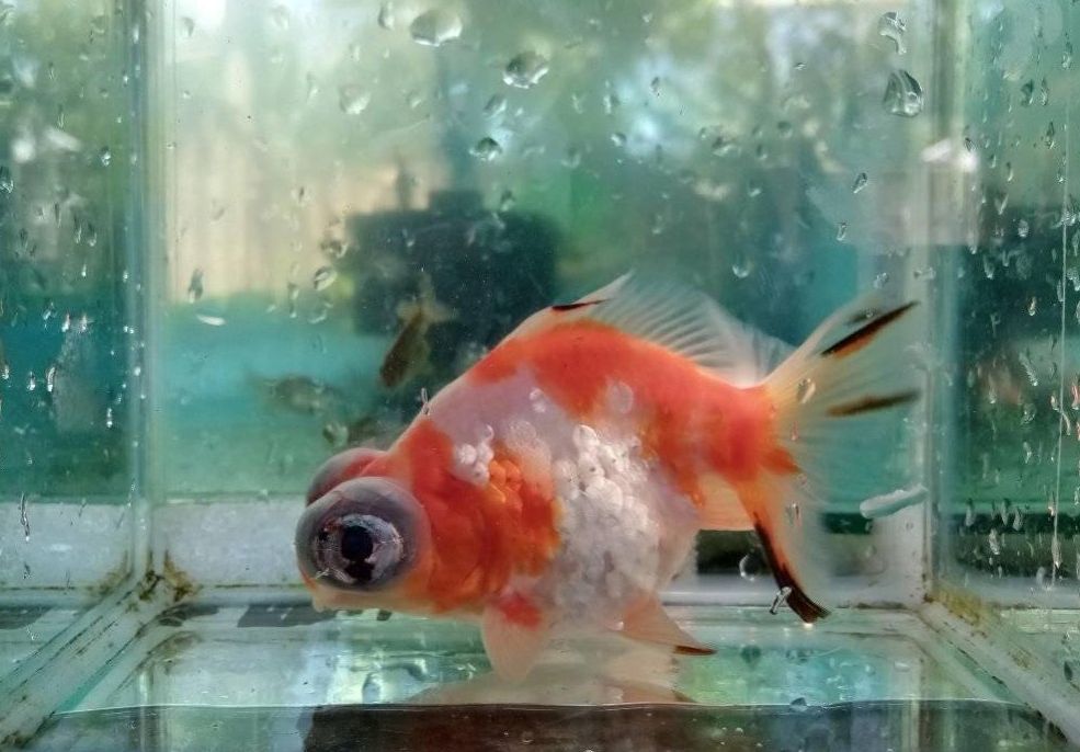 Рыбка телескоп: особенности содержания аквариумных рыб черного и золотого цветов, основы ухода за аквариумом