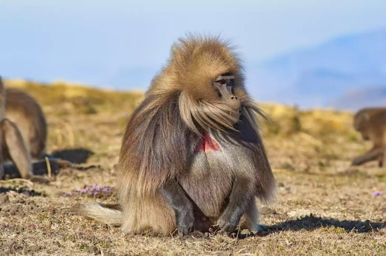 Бабуин Гелада в горах Симиен в Эфиопии