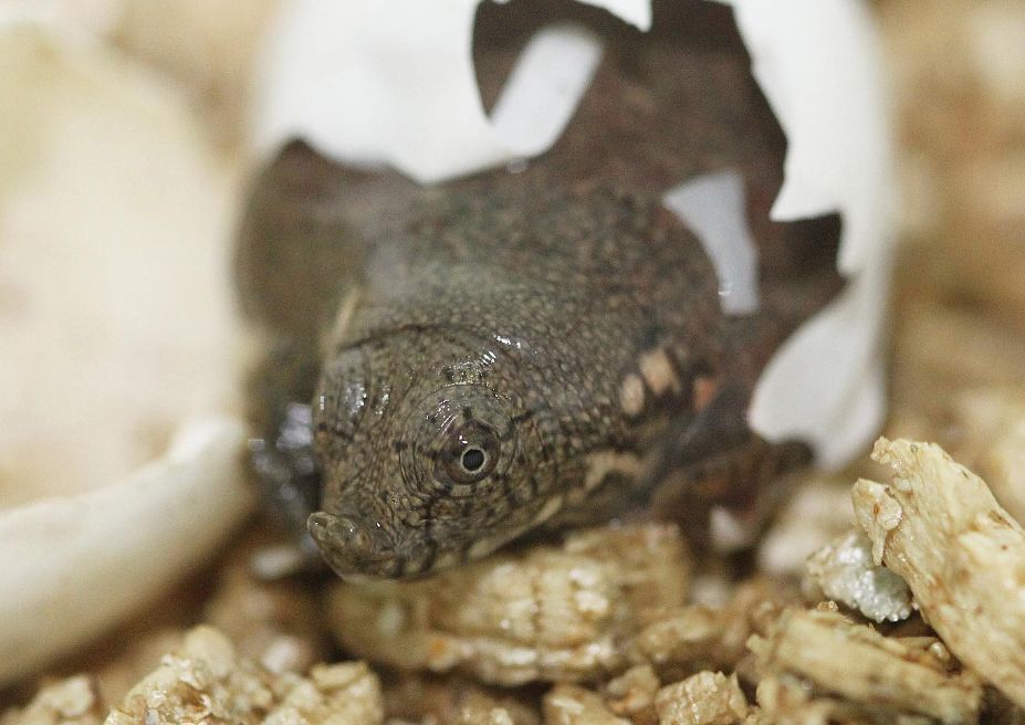 Содержание трионикса в домашних условиях, кормление и уход