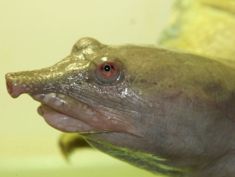 Содержание трионикса в домашних условиях, кормление и уход