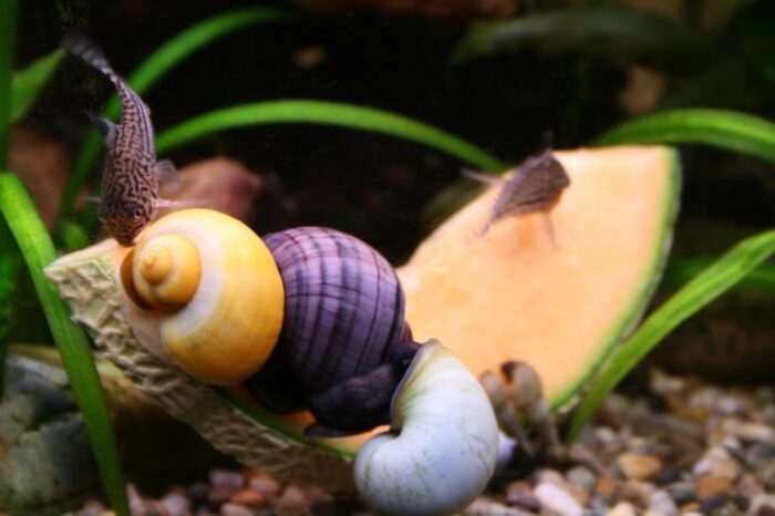Улитки не переносят многие препараты