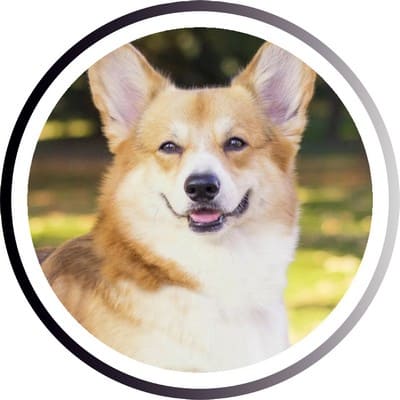 Большие породы собак - названия