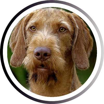 Большие породы собак - названия