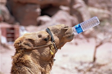 верблюд пьёт из бутылки