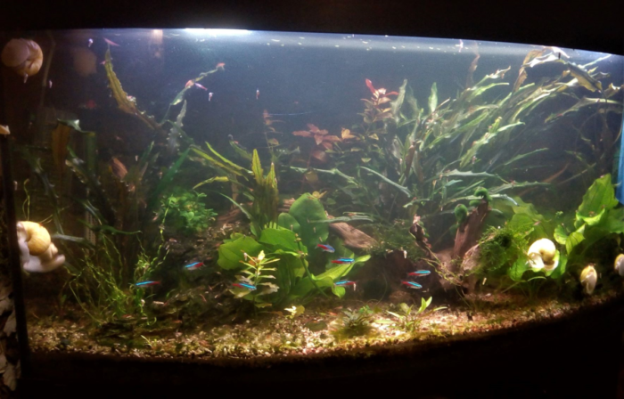 Вода в аквариуме должна быть теплой