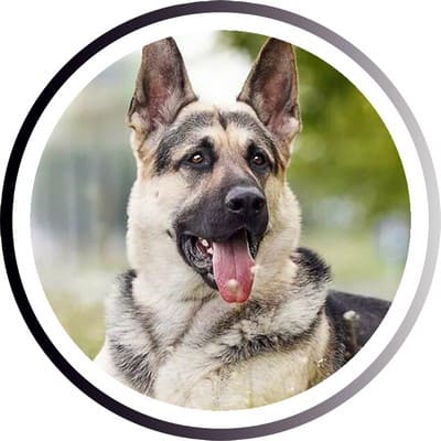 Большие породы собак - названия